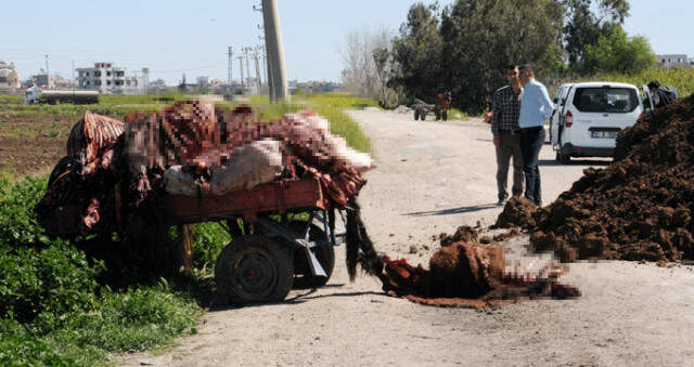 Mide Bulandırıcı! Kesilmiş Halde At ve Eşek Etleri Bulundu