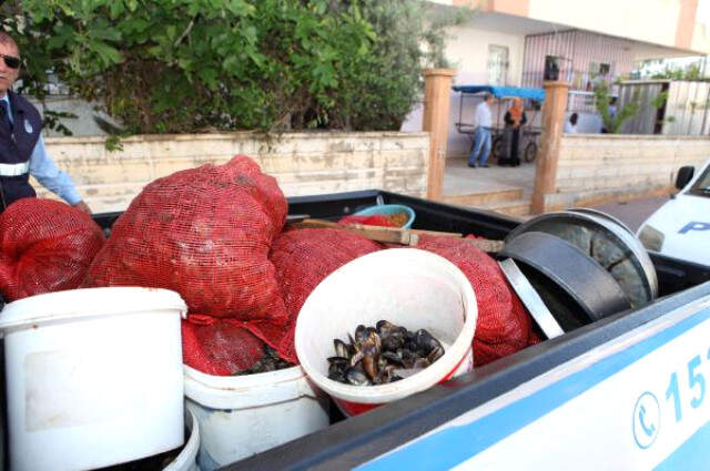 Küflenmiş Midye Dolma Operasyonu Yemeden Önce Tekrar Düşünün! Tonlarda Küflenmiş Midye Ele Geçirildi