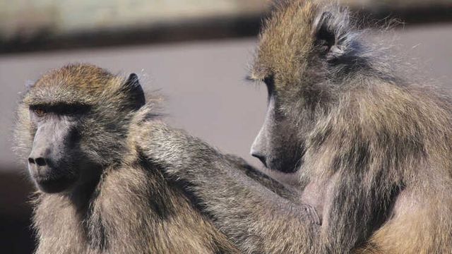 Para Konusunda Maymunlardan Ne Öğrenebiliriz?