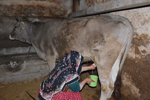 Çiftçi Kadın Kursiyere Özel Servis Aracı 60 Yaşındaki Kadının Okuma Azmi! Önce İneğini Sağıyor Sonra Kursa Gidiyor