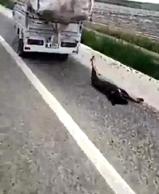 İnsanlık Dışı! Köpeği Motosikletin Arkasına Bağlayıp Sürükledi İnsanlık Dışı! Köpeği Motosikletin Arkasına Bağlayıp Sürükledi