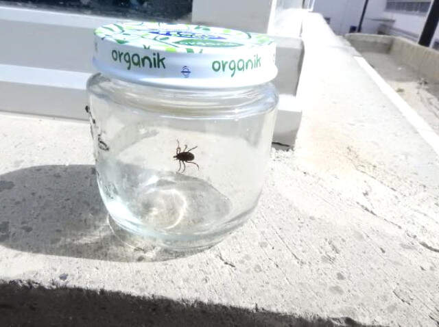 Piknik Dönüşü Pantolonundan Kene Çıktı, Kavanoza Koyup Hastaneye Götürdü