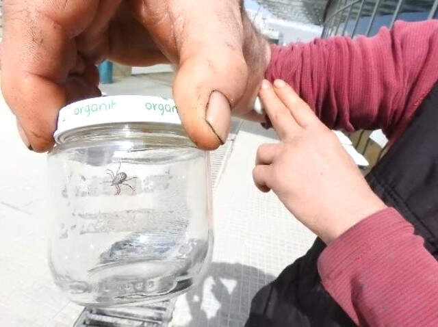 Piknik Dönüşü Pantolonundan Kene Çıktı, Kavanoza Koyup Hastaneye Götürdü