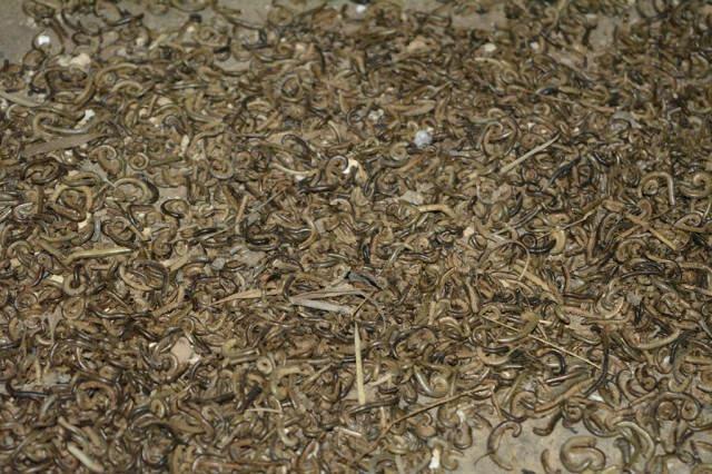 Kırkayakların İstilasına Uğrayan Köyün Çilesi Bitmiyor