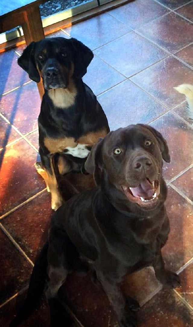 Tanem Sivar'ın Köpeklerini Zehirleyen Sanığın 3 Yıl Hapsi İstendi