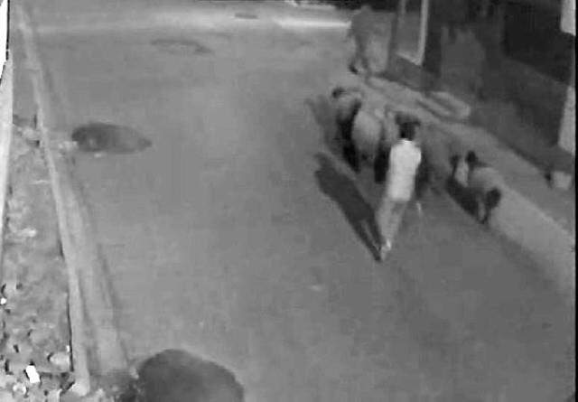 Ahırdan Çaldığı Koyunları Yürüterek Götürdü! Hırsızlık Anı Kamerada