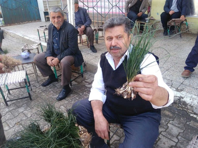Zuzubak Otunun Kilogramı 350 Liradan Satılıyor