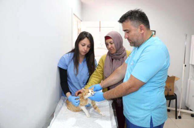 Yaşaması Mucize! Zonguldak'ta Kimliği Belirsiz Kişiler Kediye Tecavüz Etti