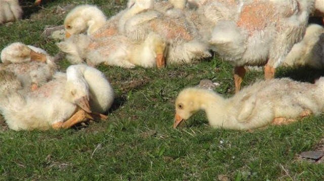 Doğu Ekspresi Seferleri, Kaz Eti Satışını Artırdı
