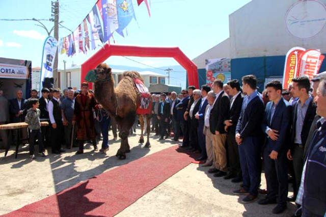 Açık Artırmayla Satılan Deve, 60 Bin Liraya Alıcı Buldu