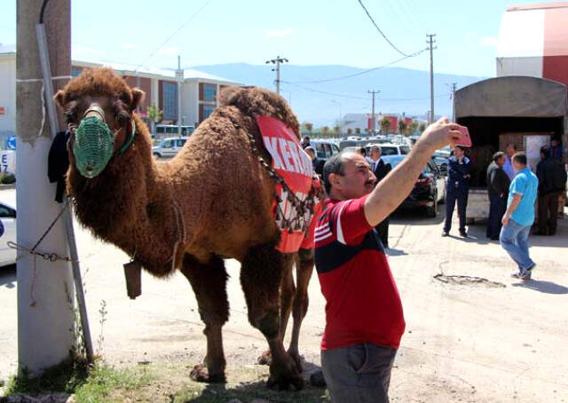 Açık Artırmayla Satılan Deve, 60 Bin Liraya Alıcı Buldu