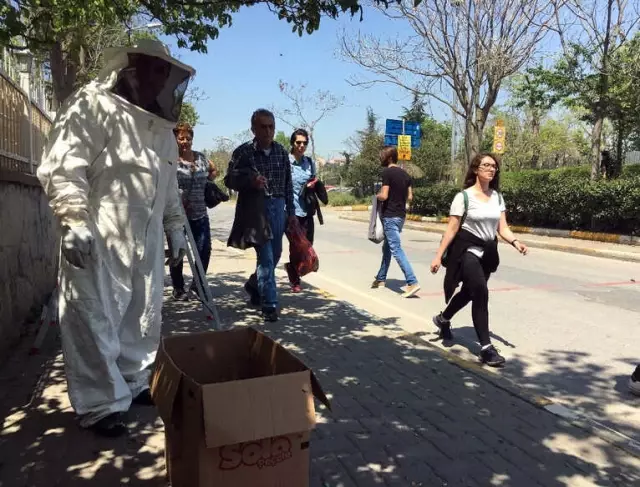 Kadıköy'de Korku Dolu Anlar! Kovandan Kaçan Arılar Vatandaşa Zor Anlar Yaşattı