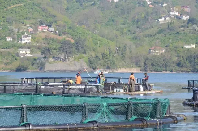 Ordu'dan Rusya ve Japonya'ya Havuz Balığı İhracatı