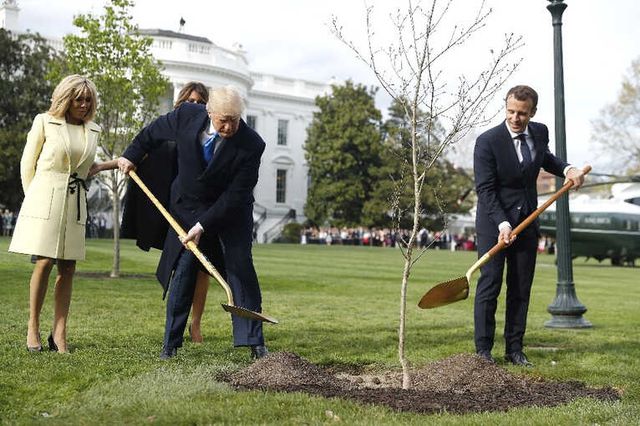 Macron ve Trump'ın Diktiği Fidan Beyaz Saray'ın Bahçesinden Kaldırıldı