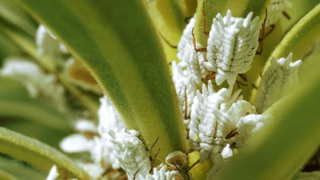 Bugüne Kadar Farkına Varmadan Binlerce Böcek Yemiş Olabilir Misiniz?