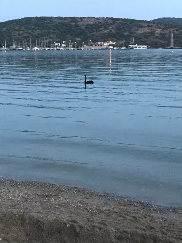 Sadece Avustralya'da Bulunan Siyah Kuğuyu Bodrum'da Gören Vatandaşlar Şok Oldu!