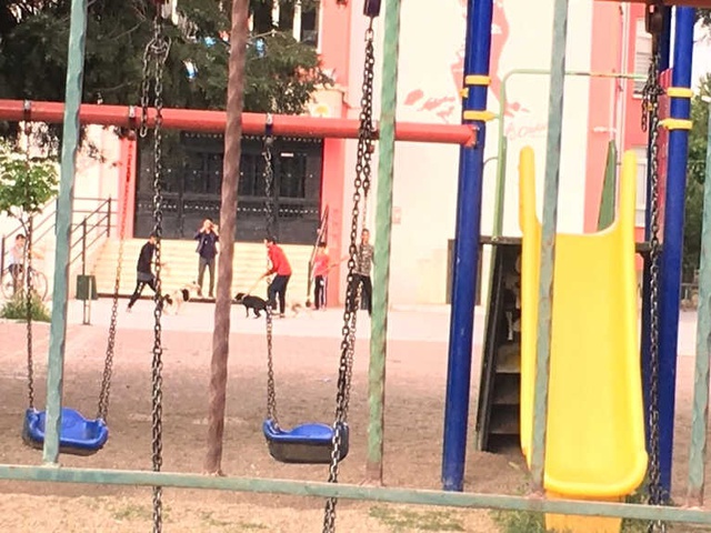 İlkokul Bahçesinde Skandal Görüntü! Köpek Dövüştürüp, Kayda Aldılar