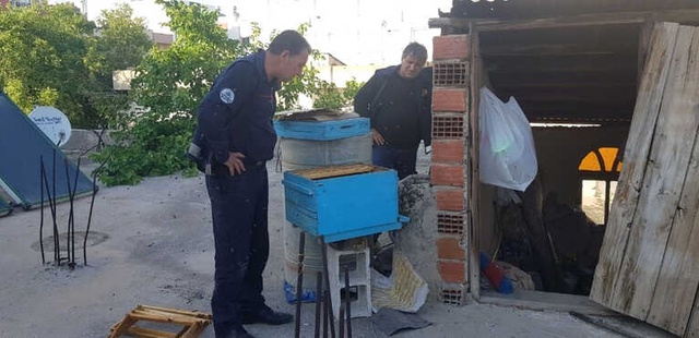 İtfaiyeci Isırılmasını Aldırış Etmedi, Arıları Çıplak Elle Böyle Topladı