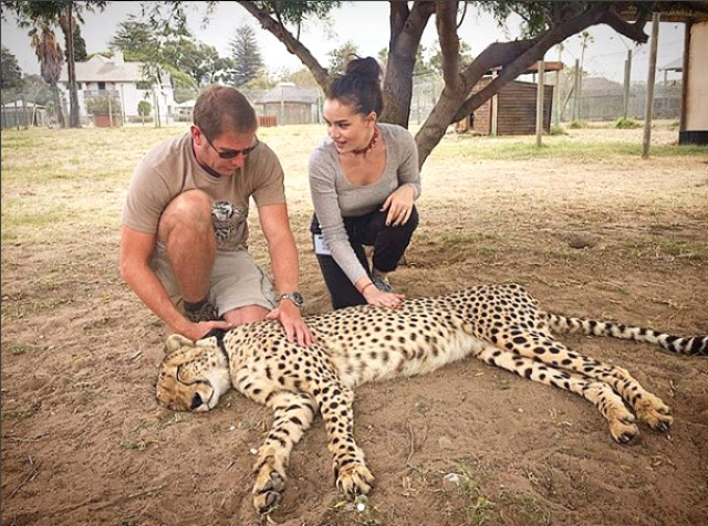 Fahriye Evcen, Tepki Çeken Fotoğrafına Açıklık Getirdi: Çita Uyuşturulmadı