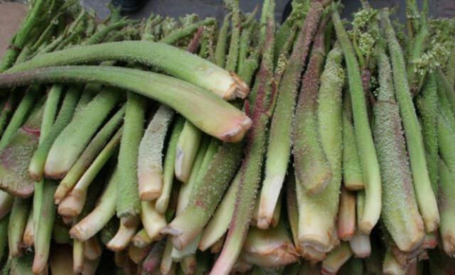 Canan Karatay Işkın Bitkisini Öve Öve Bitiremedi