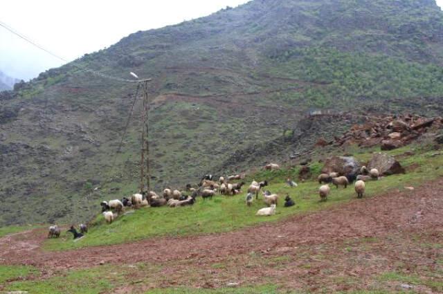 Sokak Köpekleri Koyun Sürüsüne Saldırdı: 100 Hayvan Telef Oldu