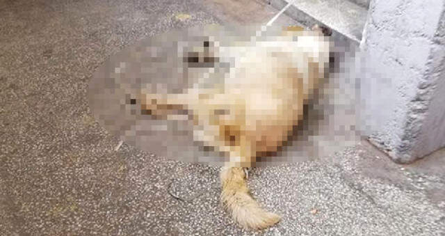 Köpeği Boğarak Öldürdükten Sonra Tecavüz Eden Uyuşturucu Bağımlısı Yakalandı