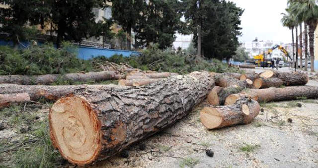 Antalya'da 65 Yıllık Çamlar 