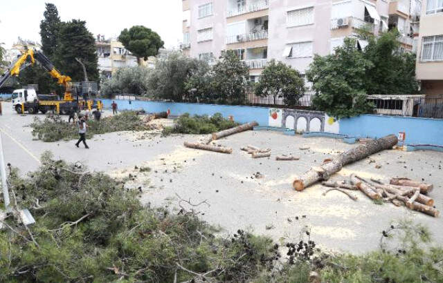 Antalya'da 65 Yıllık Çamlar 