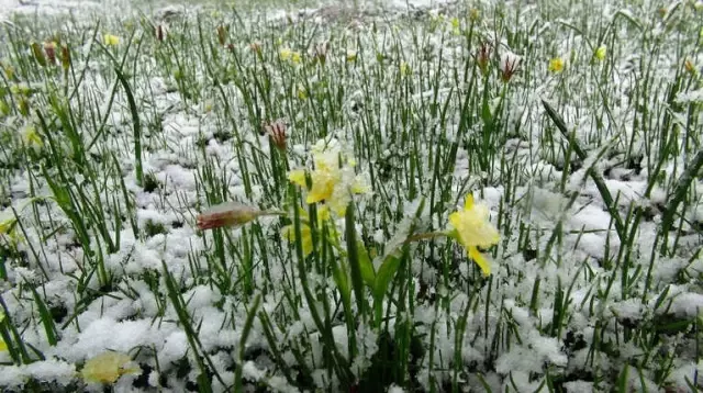 Rize'de Mayıs Ayının Ortasında Kar Sürprizi