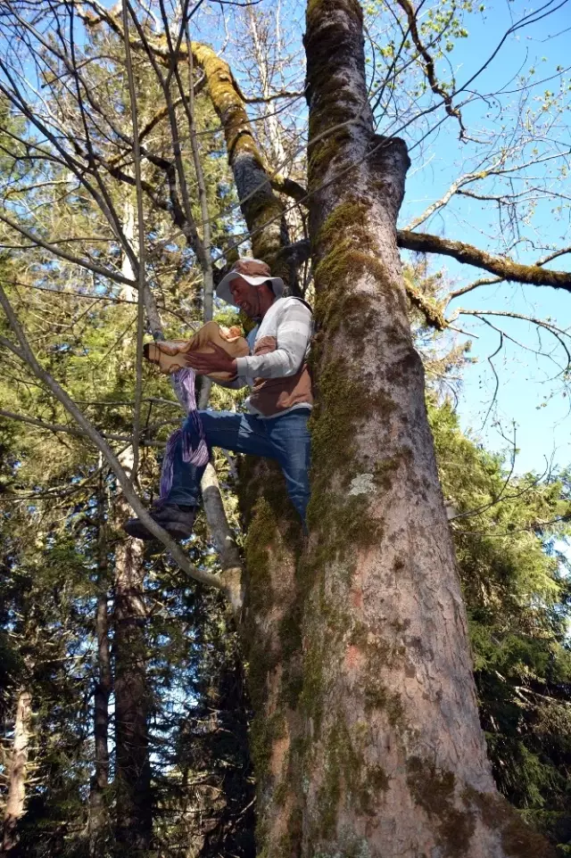 5 Kilogramlık Mantar İçin Ayılarla Yarışıyor