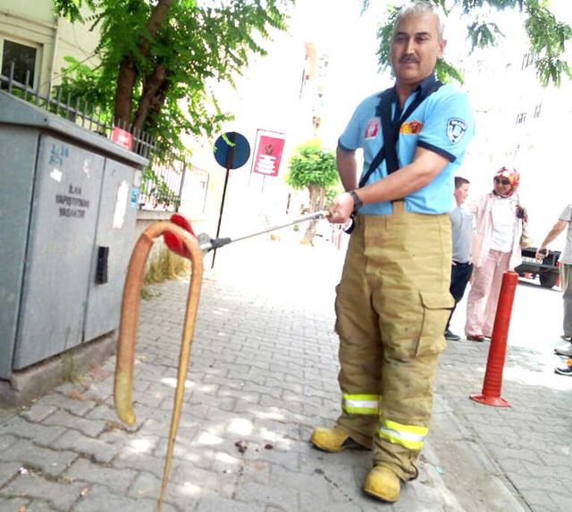 Vatandaşların Yılan Sanıp Öldürmek İstediği Oluklu Kertenkele, Son Anda Kurtarıldı