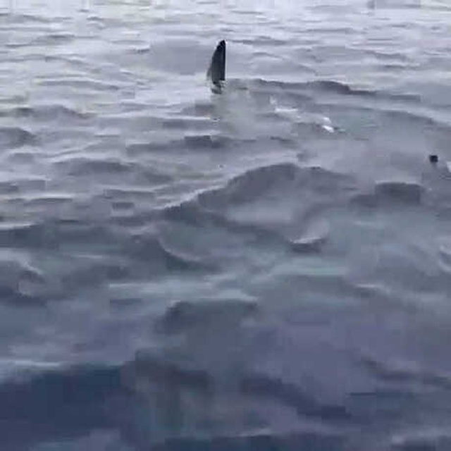 Marmaris Açıklarında Köpekbalığı Görüntülendi