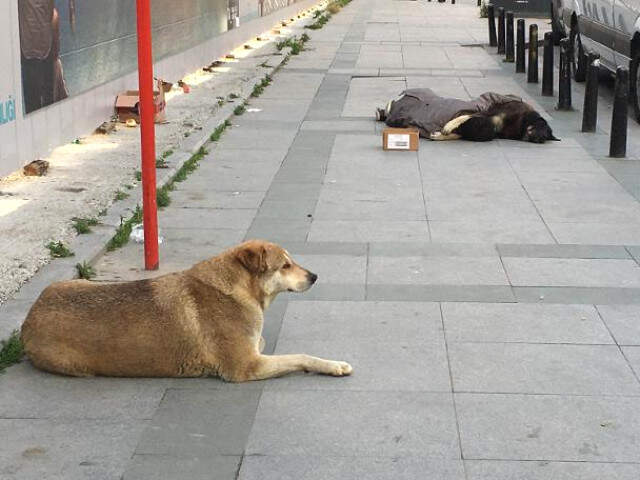 Taksim'de Köpeğine Sarılarak Uyuyan Çocuk Yürek Sızlattı Taksim'de Köpeğine Sarılarak Uyuyan Çocuk, Yürek Sızlattı