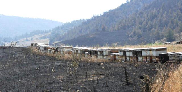 Ormanlık Alanda Çıkan Yangında Alevler, Bal Dolu Kovanları ve Arıları Yuttu