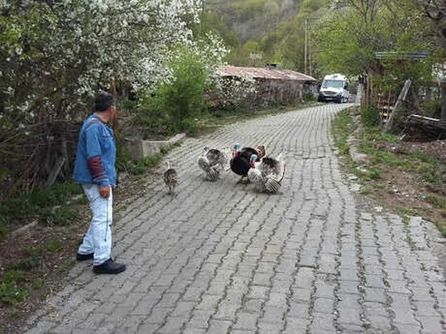 Sayaç Okuma Görevlisi Hindilerin Saldırısına Uğradı