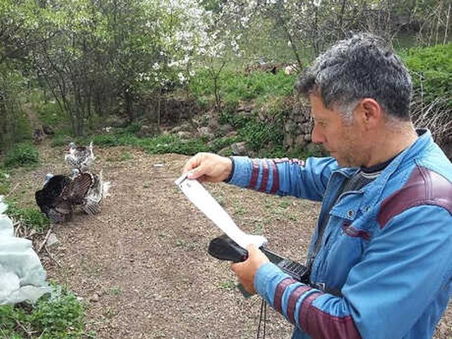 Sayaç Okuma Görevlisi Hindilerin Saldırısına Uğradı