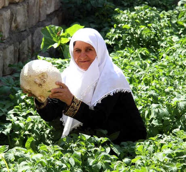 Bahçesinde Yetişen Karpuz Büyüklüğündeki Mantar Görenleri Şaşırttı