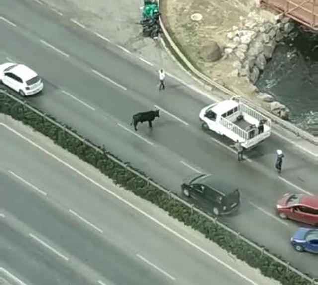 İzmir'de Limandan Kaçan Dana Trafiği Birbirine Kattı