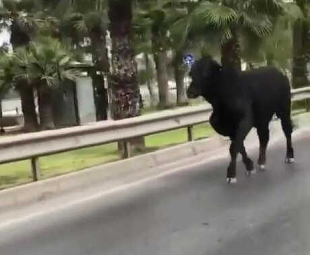 İzmir'de Limandan Kaçan Dana Trafiği Birbirine Kattı