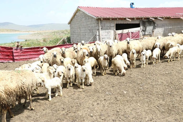 Üniversite Mezunu Genç Kadın, Koyun Çiftliği Kurdu