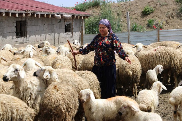 Üniversite Mezunu Genç Kadın, Koyun Çiftliği Kurdu