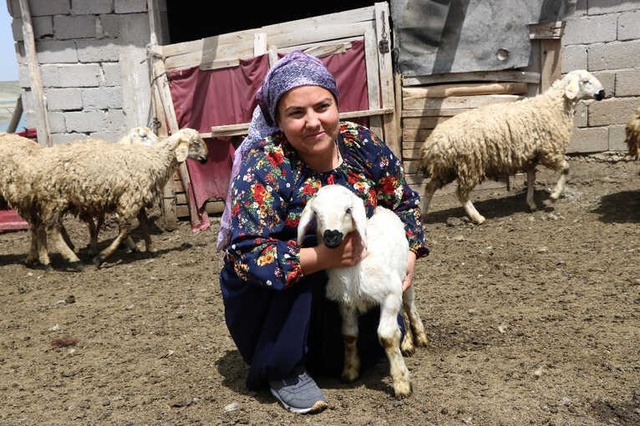 Üniversite Mezunu Genç Kadın, Koyun Çiftliği Kurdu