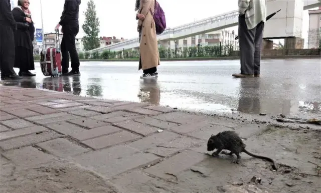 Yağmurdan Islanan Fare, Otobüs Durağına Sığındı