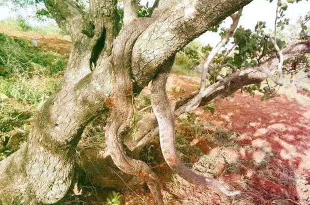 Kahramanmaraş'ta Büyük Panik! Topraktan Zehirli Yılan Fışkırıyor