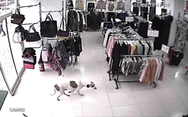 Yağmurdan Kaçıp Mağazaya Sığınan Köpek, Zehirlenerek Öldürüldü
