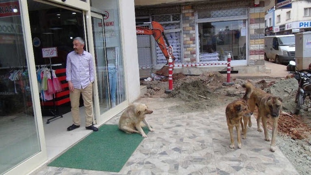 Yağmurdan Kaçıp Mağazaya Sığınan Köpek, Zehirlenerek Öldürüldü