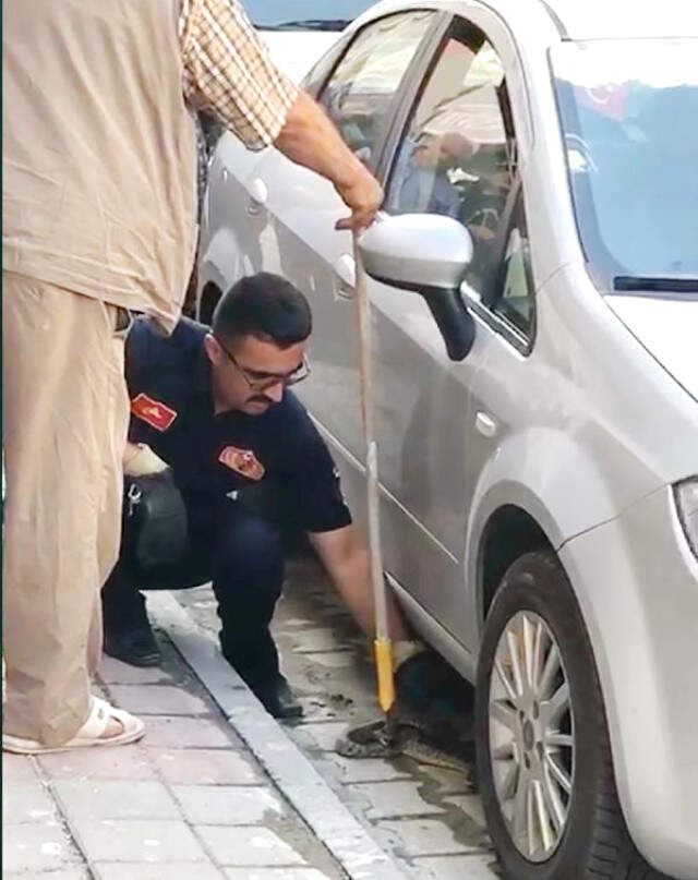 Kastamonu'da Cadde Üzerine Çıkan Yılan Vatandaşları Korkuttu