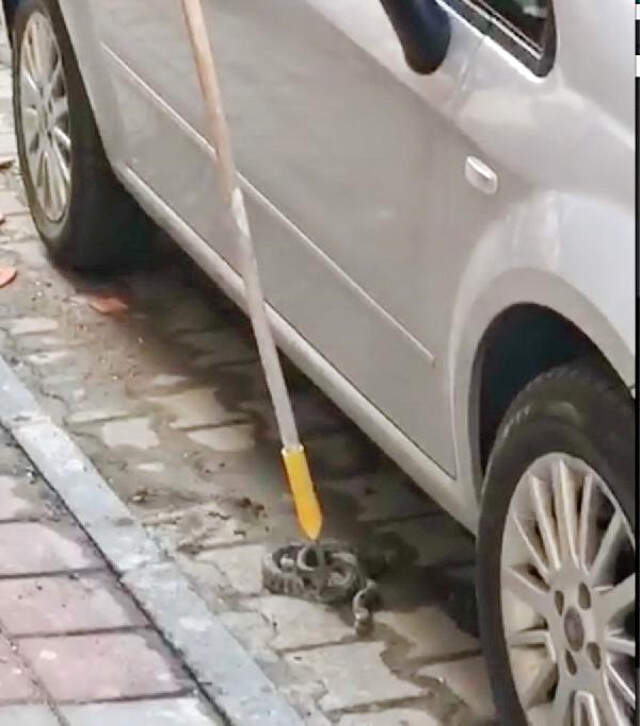 Kastamonu'da Cadde Üzerine Çıkan Yılan Vatandaşları Korkuttu