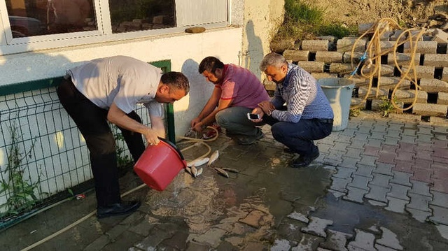 Karabük'te Yüzlerce Ölü Balık Kıyıya Vurdu