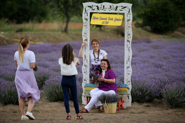 Edirneli Vatandaşlar Fotoğraf Çektirmek İçin Mor Tarlalara Koştu